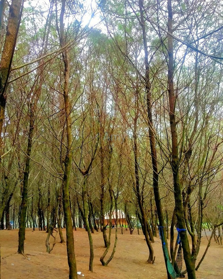 Rindangnya pohon cemara di Pantai Cemara Sewu Bantul, Sumber Ig: @prnccssix