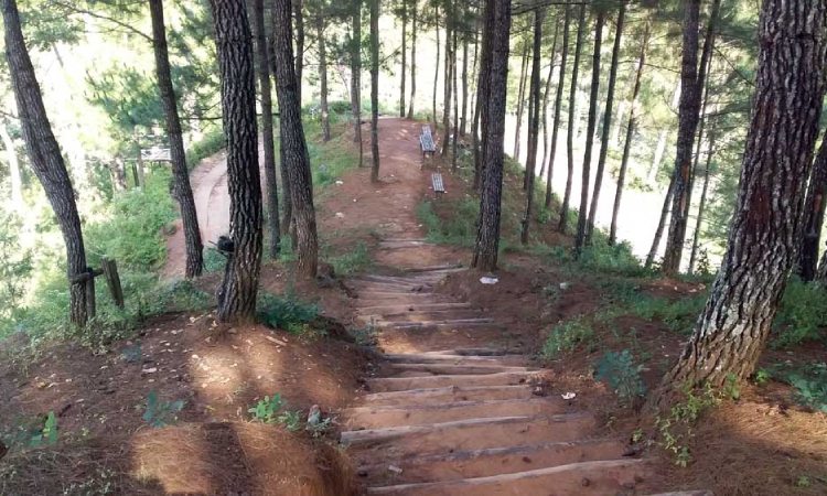 Hutan Pinus Gemaharjo, Sumber: ik.trn.asia