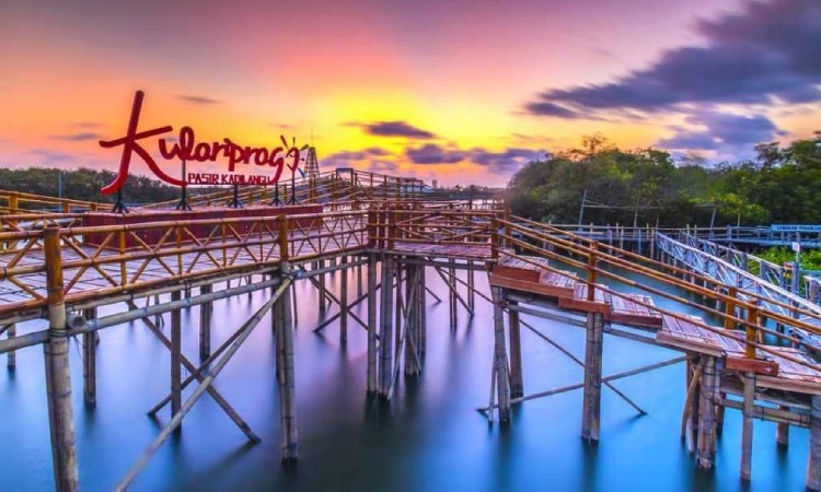 Hutan Mangrove di Kulon Progo, Sumber: koran-jakarta.com