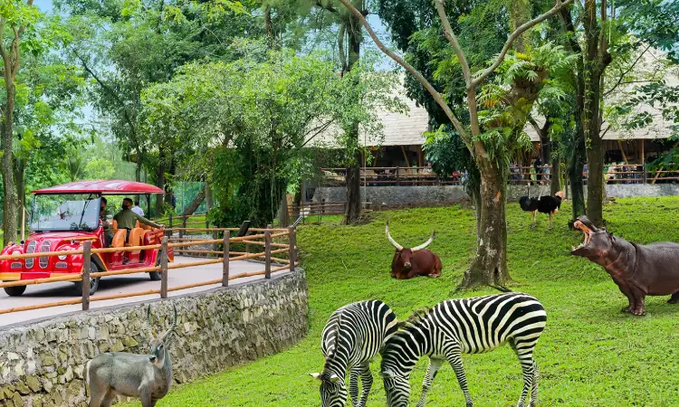 Solo Safari, Sumber: tiket.com