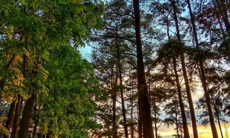 Hutan Wisata Sreni Indah, Sumber: pikiran-rakyat.com