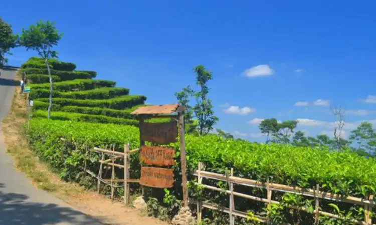 Trekking Menoreh, Sumber: pariwisataindonesia.id