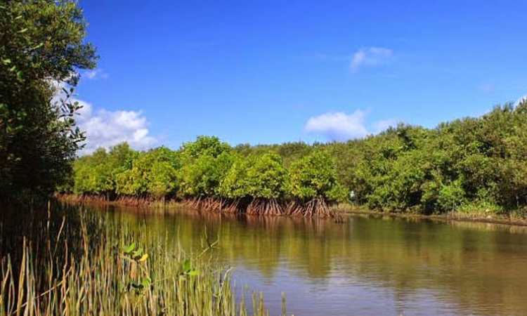 Hutan Mangrove Baros, Sumber: relungindonesia.org