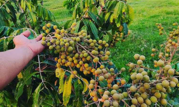 Kebun Kelengkeng PWR, Sumber: idntimes.com