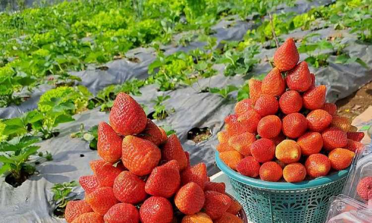 Kebun Strawberry, Sumber: idntimes.com