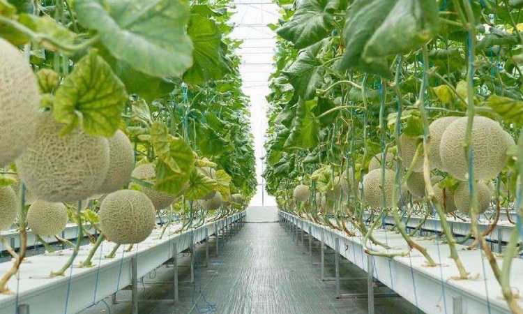 Milarian Farm, Sumber: facebook.com